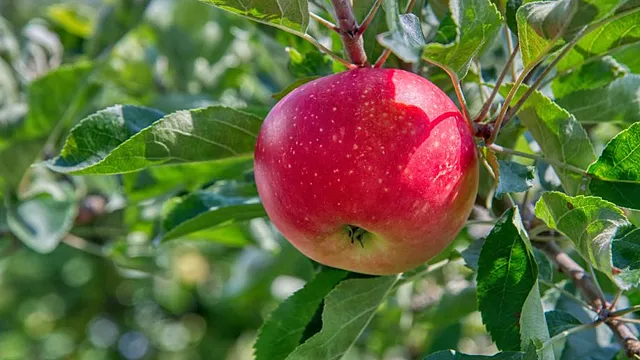 сняться яблука