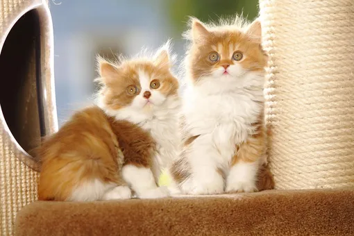 сон котенок