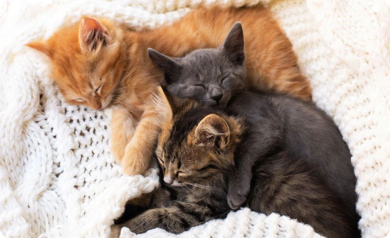 сонник котенок